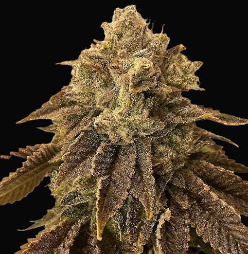 A detailed nug photo of the Biscotti strain from ILGM, one of our picks for the best feminized seeds of 2025
